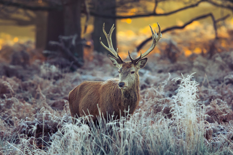 Фотообои 74338039