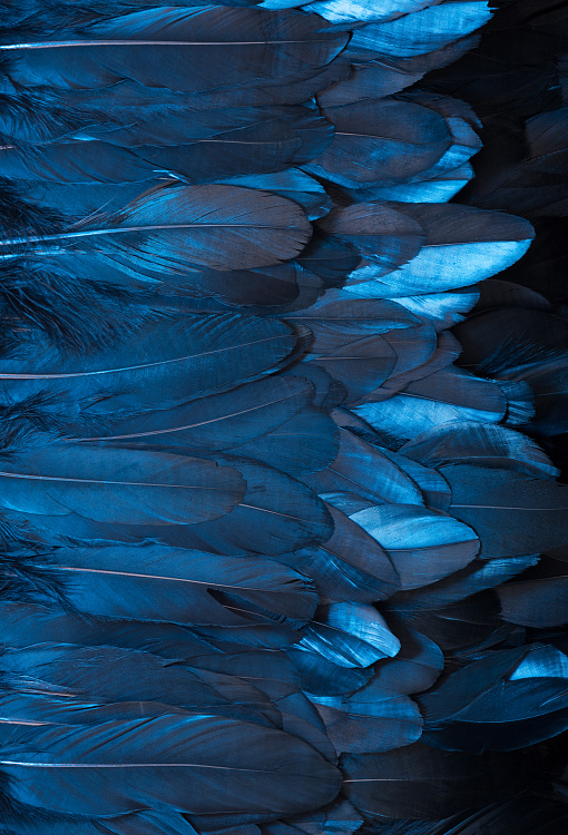 Фотообои 440247220