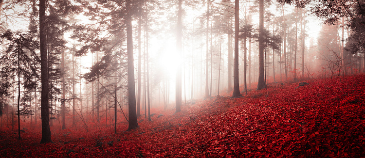 Фотообои 64975454954