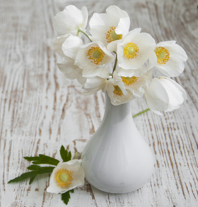 Фотообои 66081930