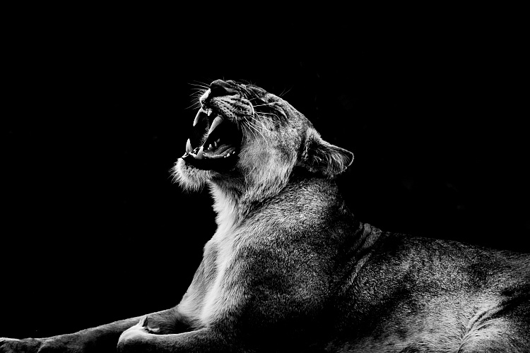 Фотообои BLX_Visual_03