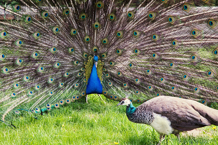 Фотообои 65265590