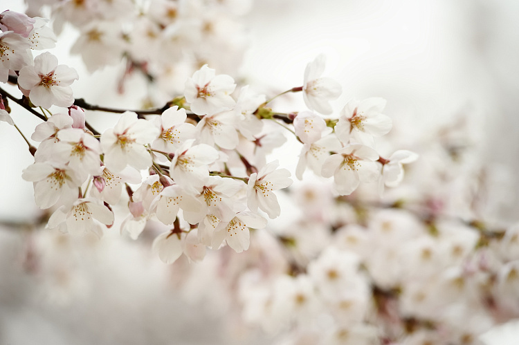 Фотообои 53347596