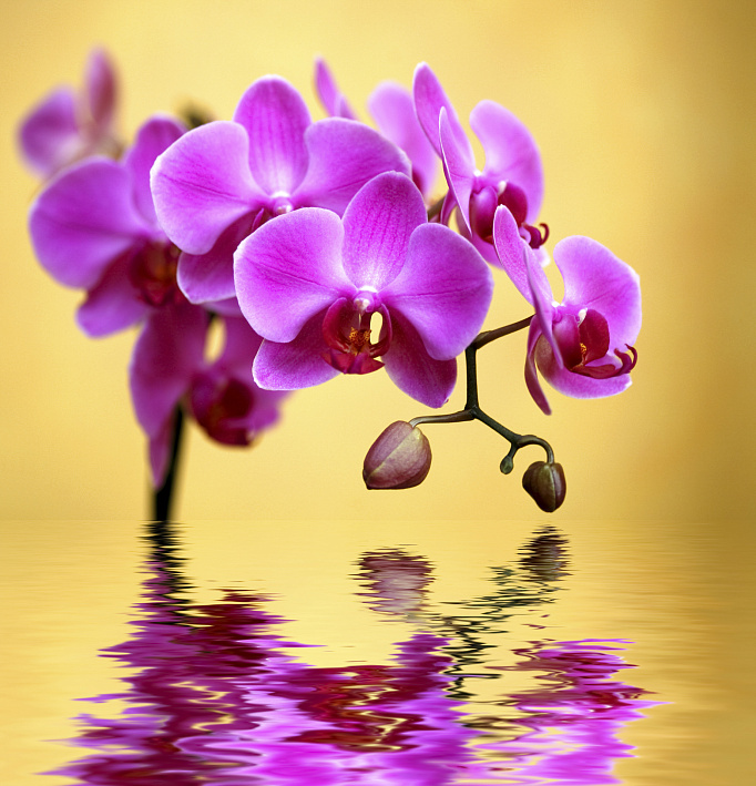 Фотообои 6941095