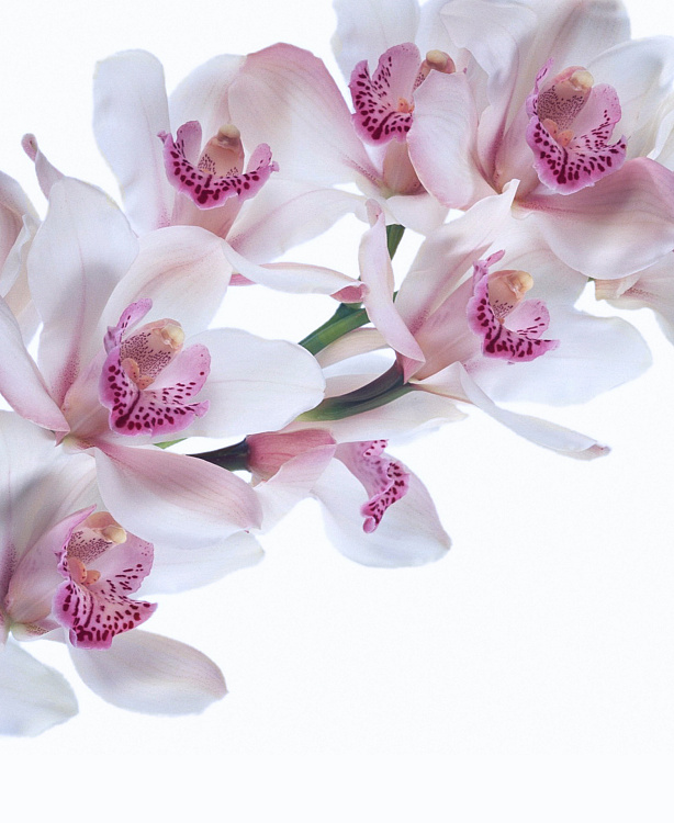 Фотообои orhideya3