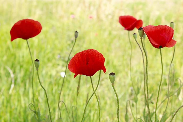 Фотообои 87610575