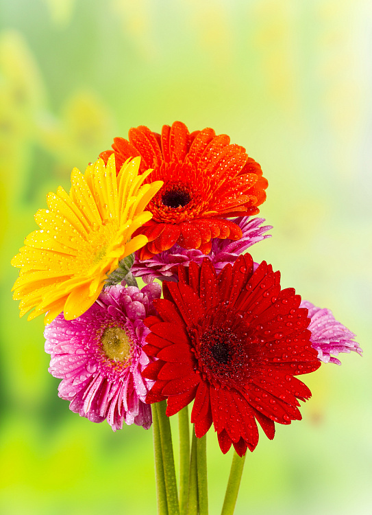 Фотообои 61555644