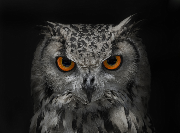 Фотообои 54422544