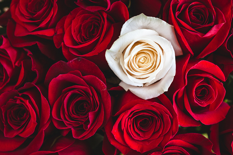 Фотообои 224361009