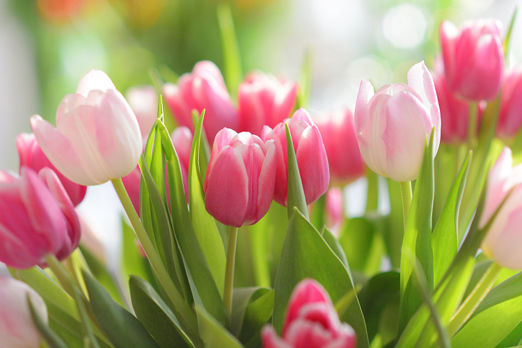 Фотообои 104398961