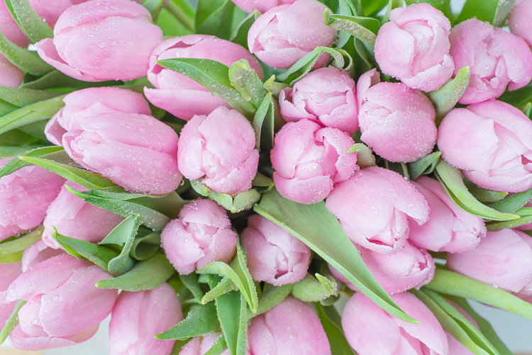 Фотообои 104744591