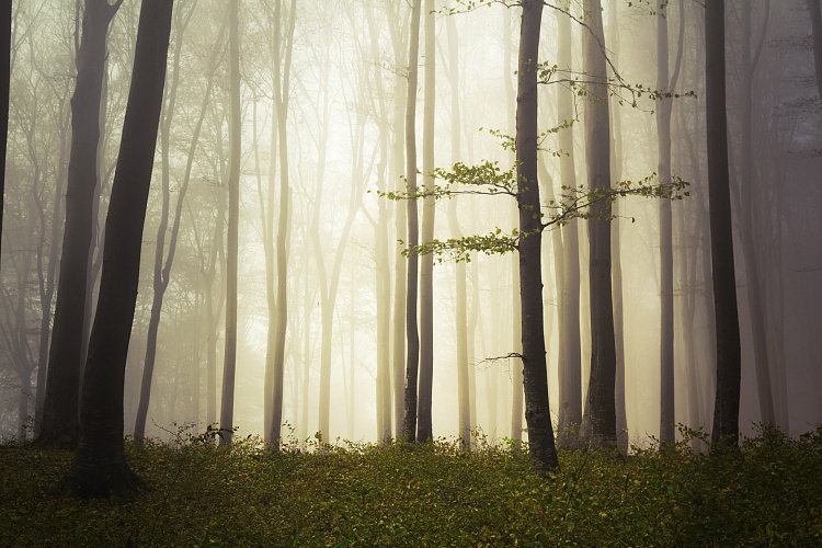 Фотообои 81117991