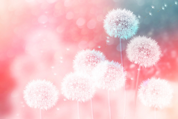 Фотообои 1113501863