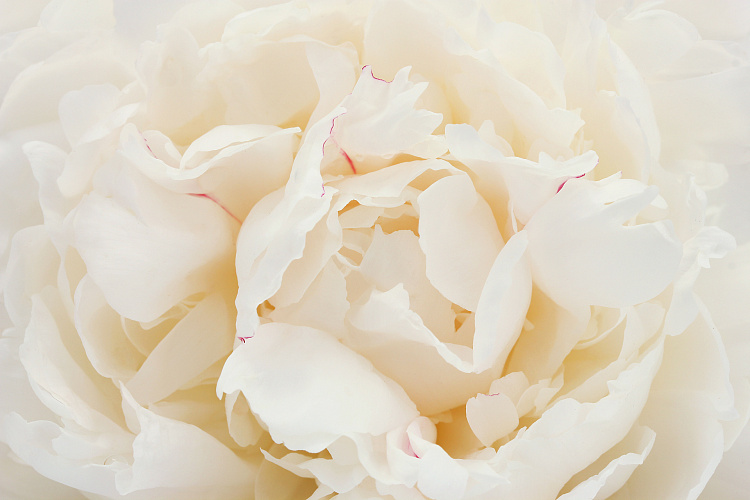 Фотообои 64450873