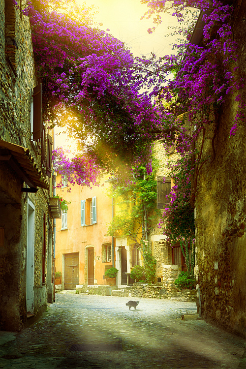 Фотообои 217830052