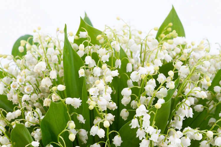 Фотообои 133381039