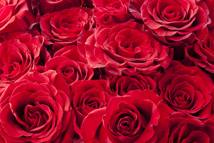 Фотообои 30331850