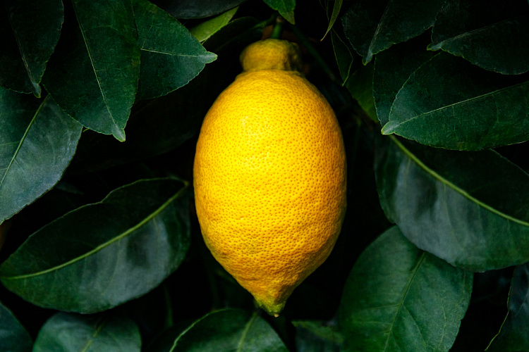 Фотообои 1668952567