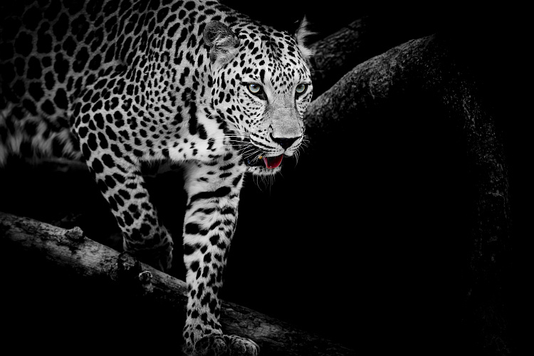 Фотообои 69706452