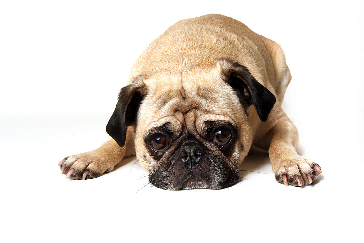 Фотообои 10275458