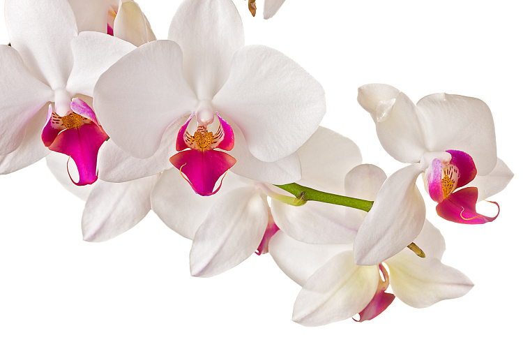 Фотообои 65719077