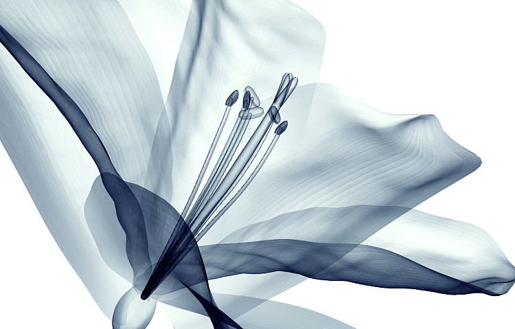 Фотообои 109130148