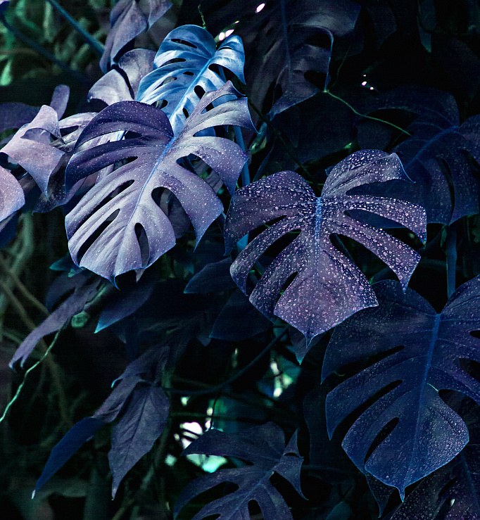 Фотообои 302624488