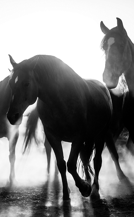 Фотообои 21001300