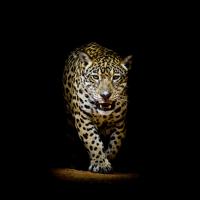 Фотообои 69706474