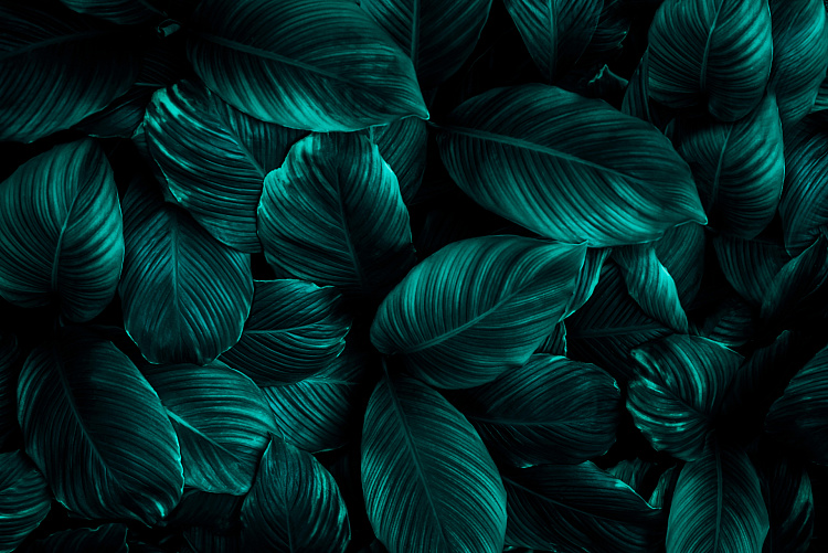 Фотообои 1462210697