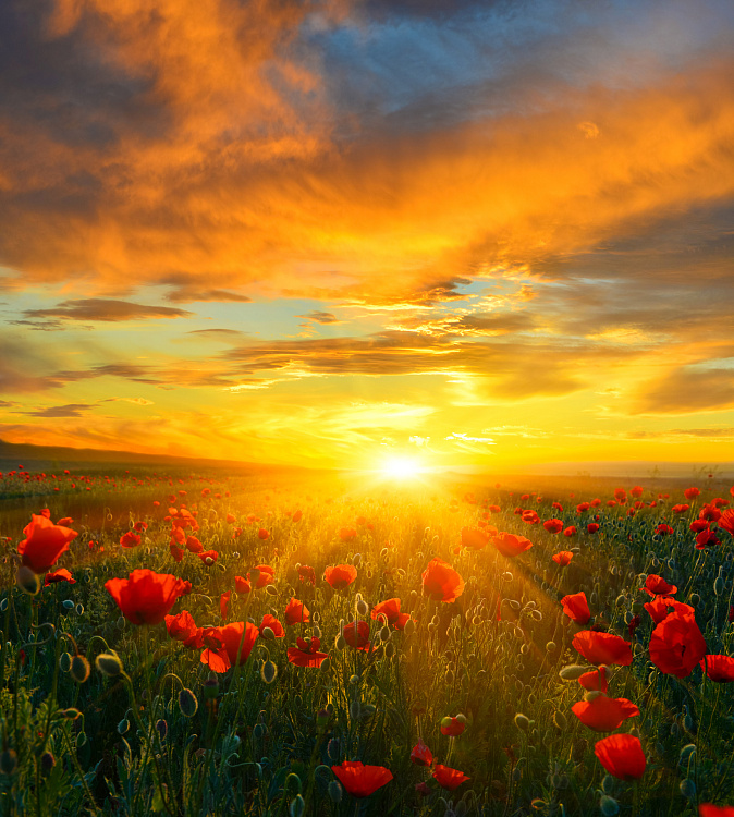 Фотообои 65740563