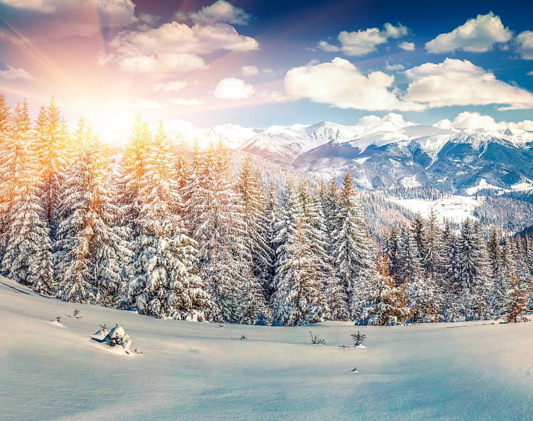 Фотообои 98062210