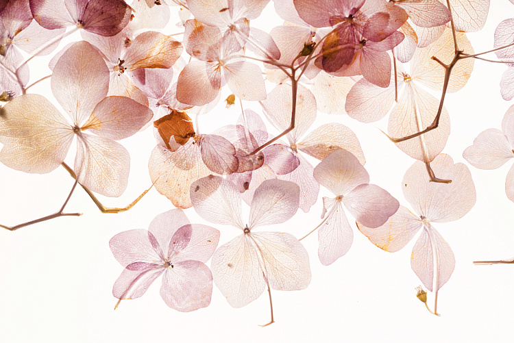 Фотообои 102832476