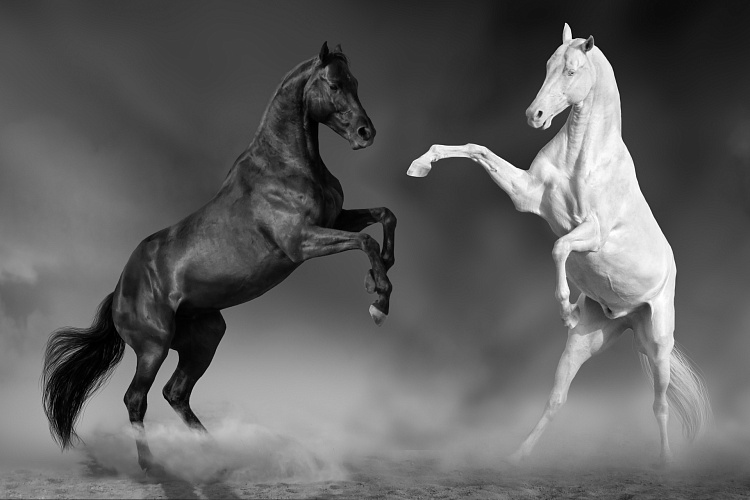 Фотообои 140811451