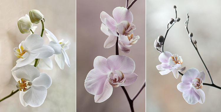 Фотообои 103610612