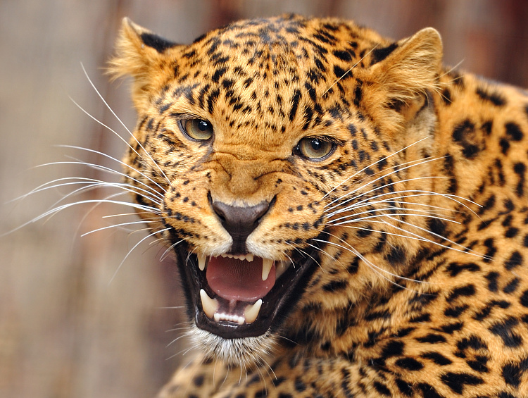 Фотообои 38013624