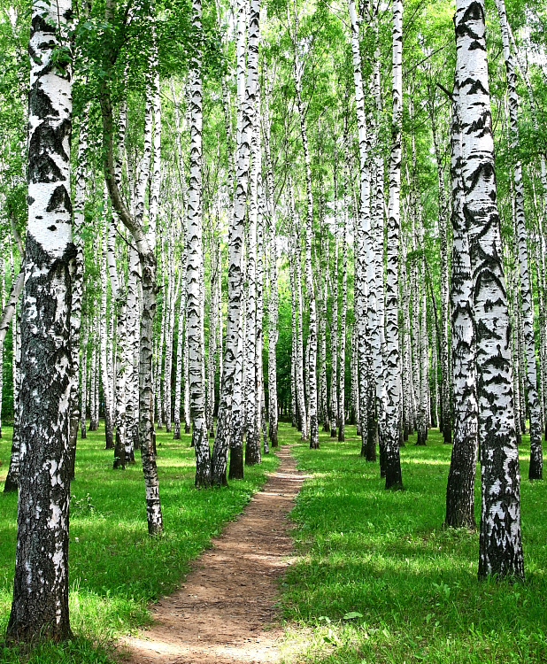 Фотообои 72008016