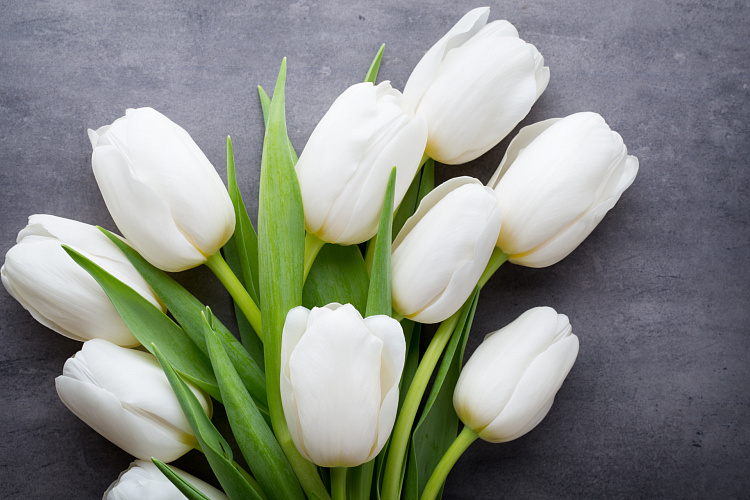 Фотообои 105673696