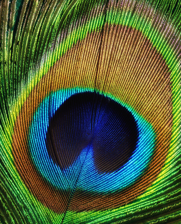 Фотообои 66437614