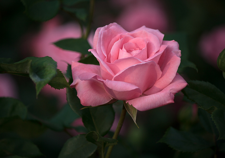 Фотообои 129906077