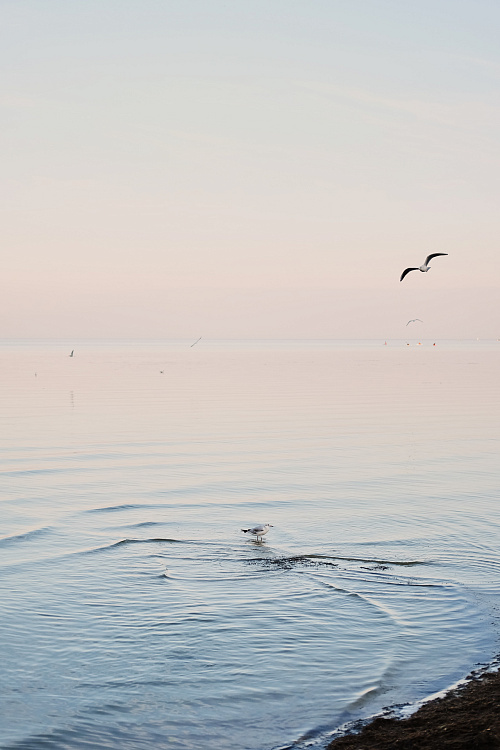 Фотообои 330