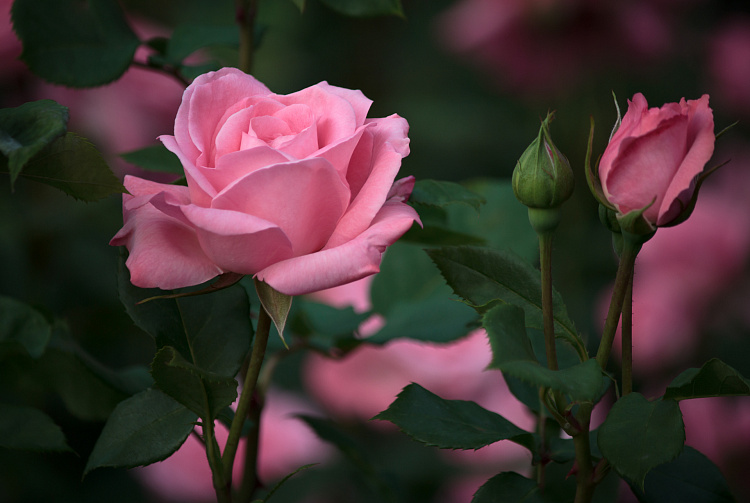 Фотообои 129906946