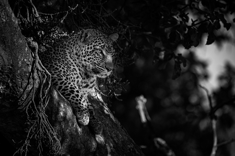 Фотообои 326377709