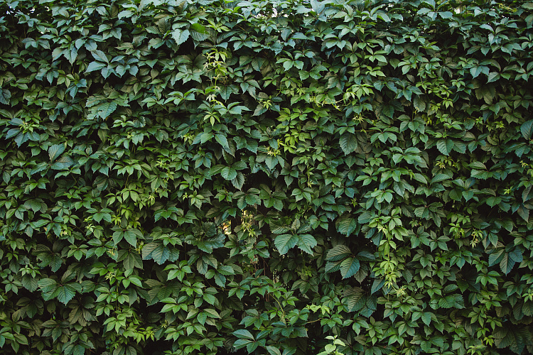 Фотообои 107261578