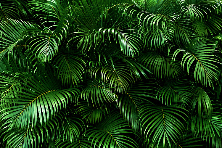 Фотообои 1664541220