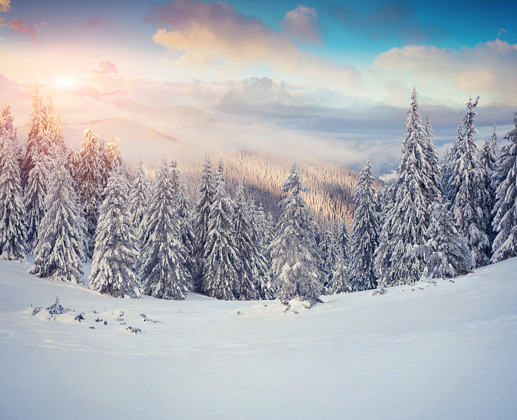 Фотообои 73059526