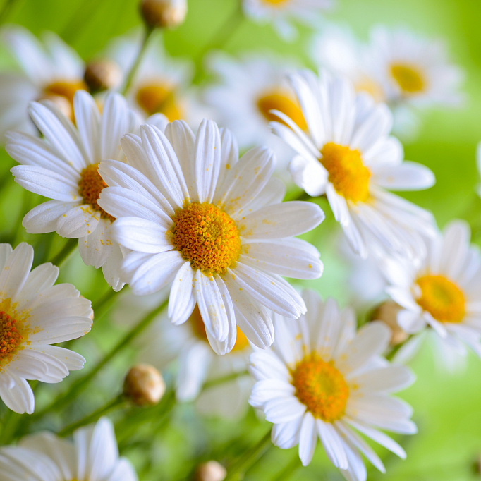 Фотообои 65728976