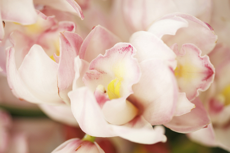 Фотообои 16688083