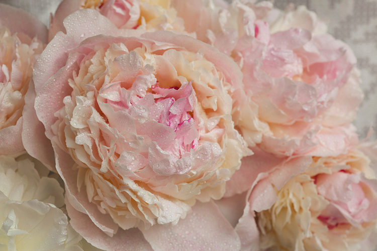 Фотообои 95132373