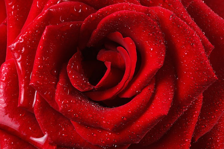 Фотообои 116085076